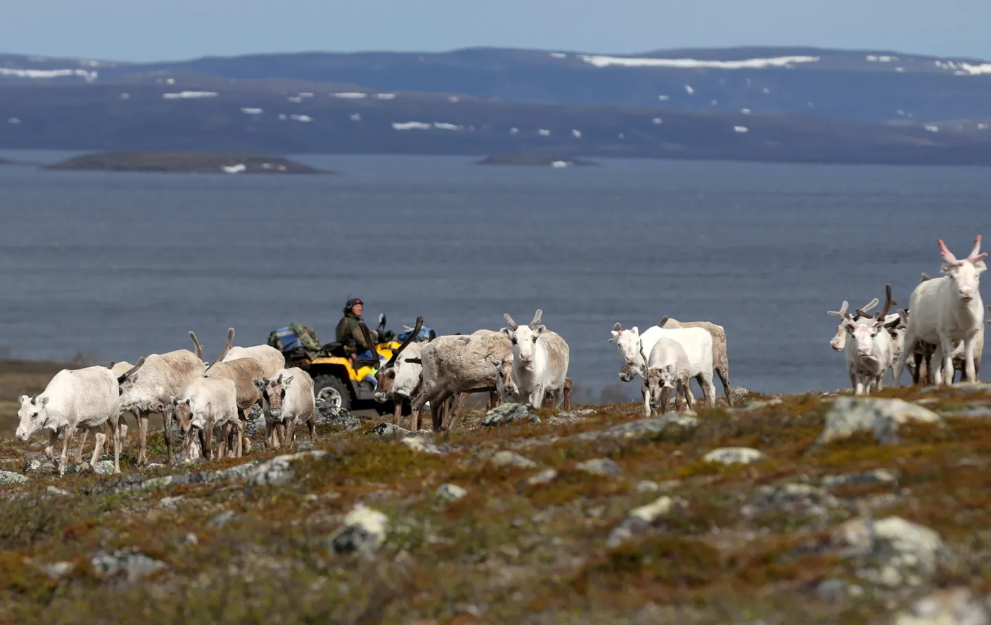 Saami põhjapõdrapidaja ATV-l  oma karjaga.