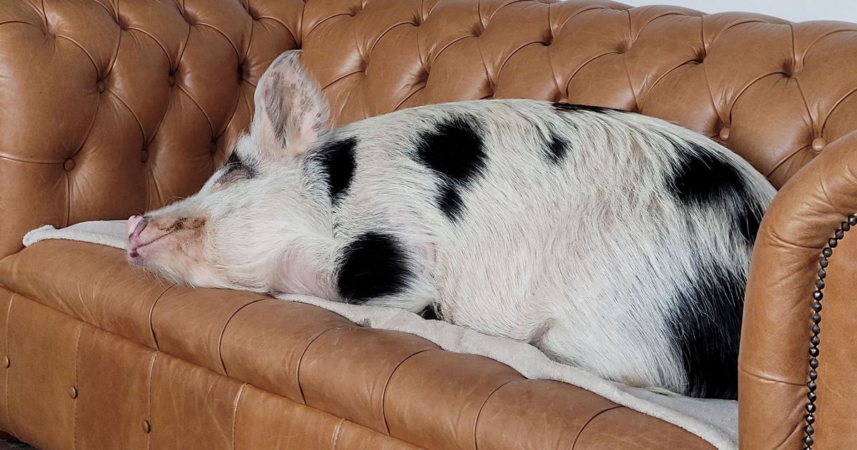 SÕRAD SÄRAMA ⟩ Prantsusmaal lööb laineid riigi esimene sigade pediküürija