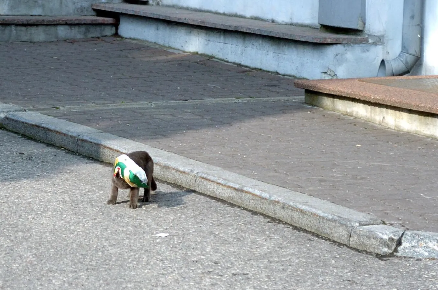 Eesti Pakendiringlus kutsub inimesi üles viskama krõpsupakke prügikonteinerite asemel pakendikonteinerisse.
