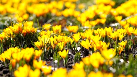 Vai pavasaris ir uz palikšanu? Sinoptiķu prognoze nākamajai nedēļai