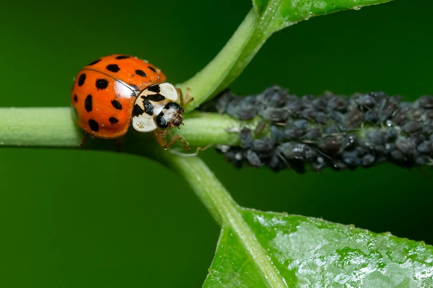 Daudzveidīgā mārīte. Harmonia axyridis.