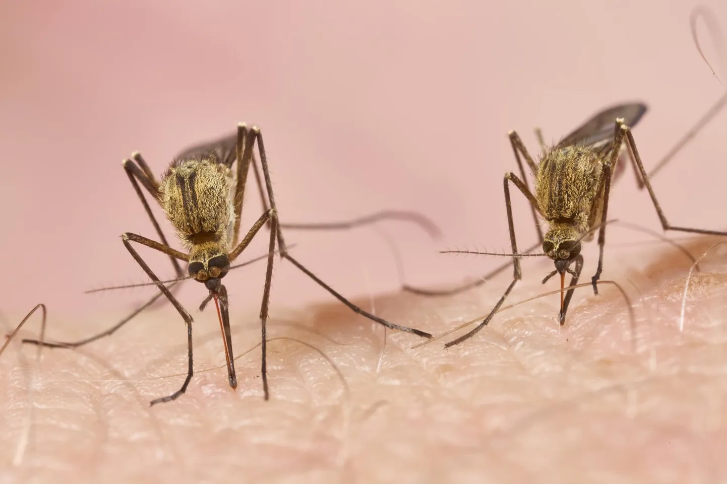 Kuigi Eestist on leitud 34 pistesääseliiki, moodustavad vaid ühe liigi, metsasääse Aedes communis isendid pea kolmandiku meid sööma tulevatest sääskedest.