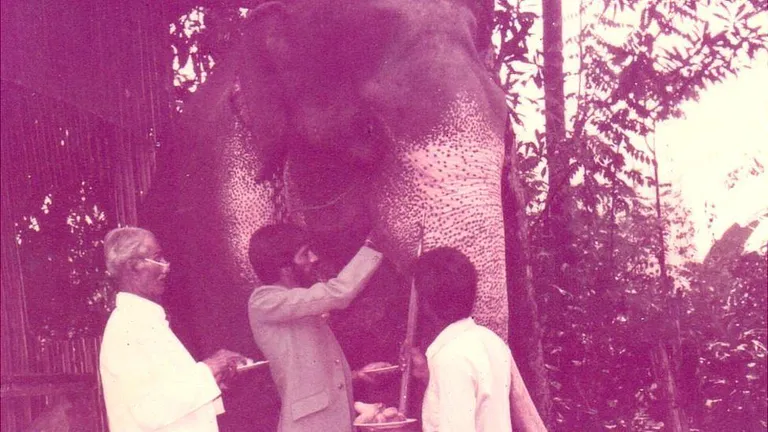 Мой отец и дед кормят слона.