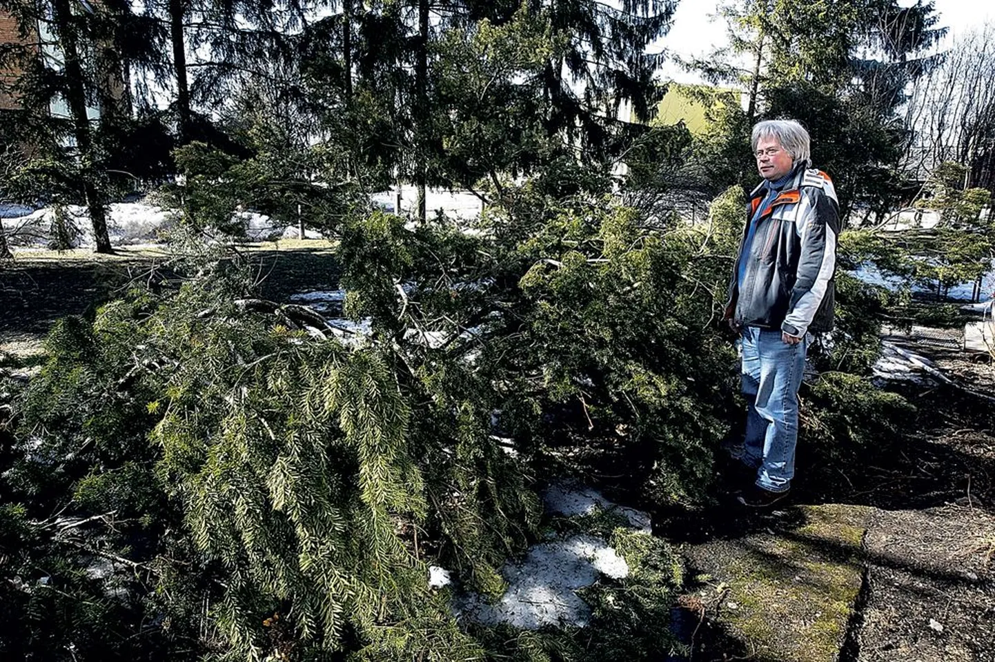 Tartu puukooli kontori kõrval kasvava paari meetri kõrguse jugapuu litsus lumi lamavaks jugapuuks. «Oksad on terved, aga omal jõul see jugapuu end küll enam püsti ei aja,» ütles puukooli juhataja Andres Tuvi.