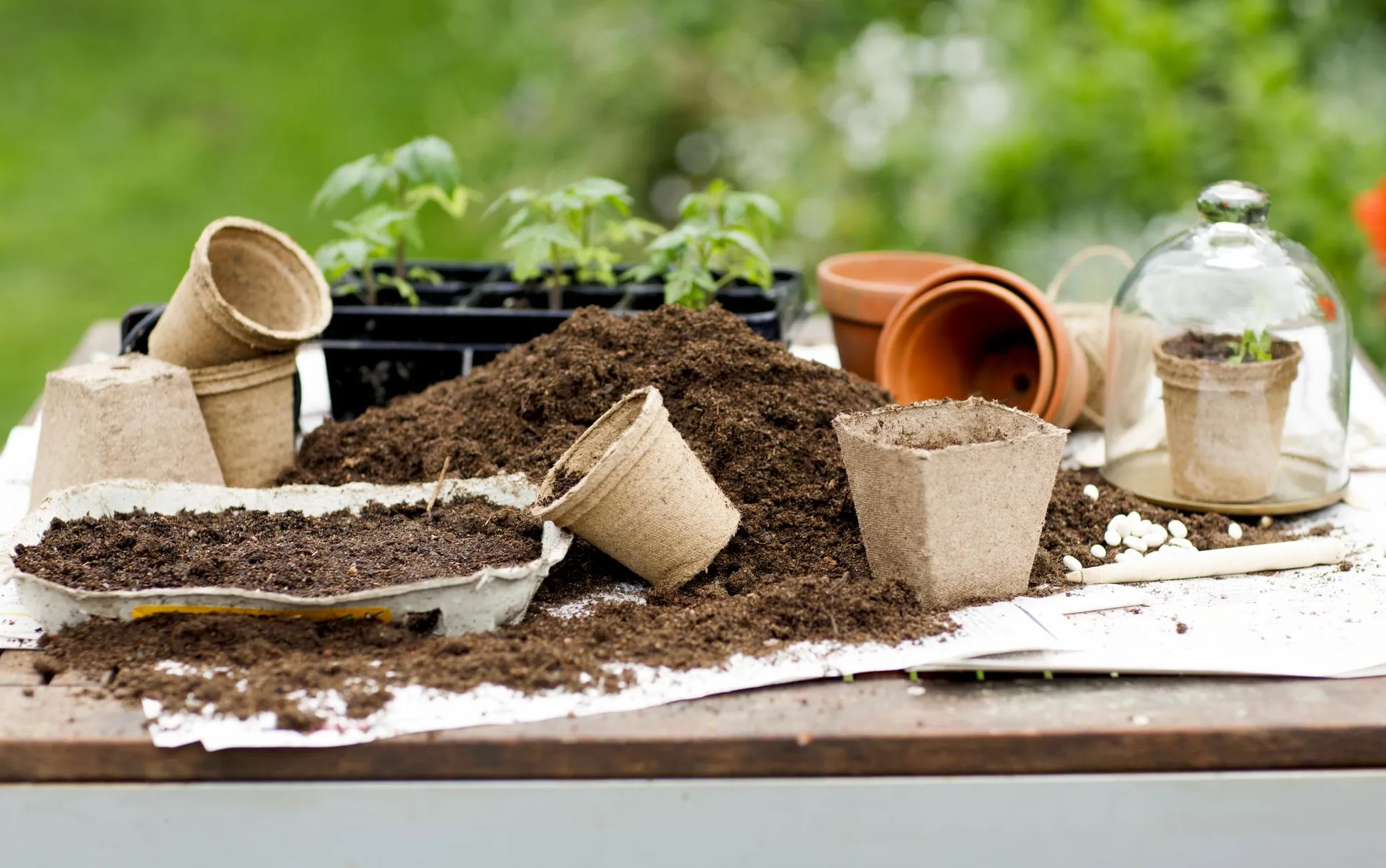 Papist potti istutatud tomatitaime võib mai teisel poolel kasvuhoones mulda panna koos potiga.