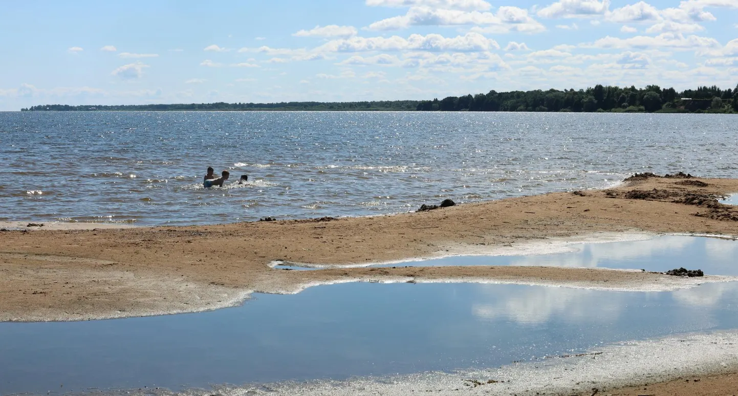 Kallaste ranna madalast veest on poisikesed sel nädalal kätega latikaid püüdnud. Kalad oli madalasse vette juhtinud kuri parasiit.