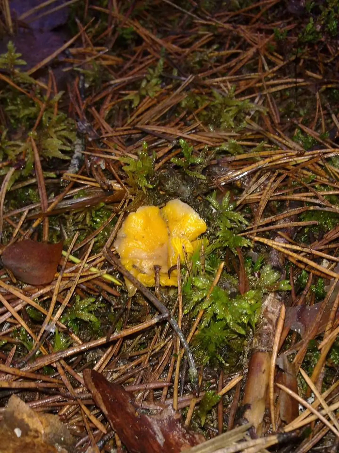 Jõulude ajal metsas jalutanud pere leidis sambla seest kukeseeni.