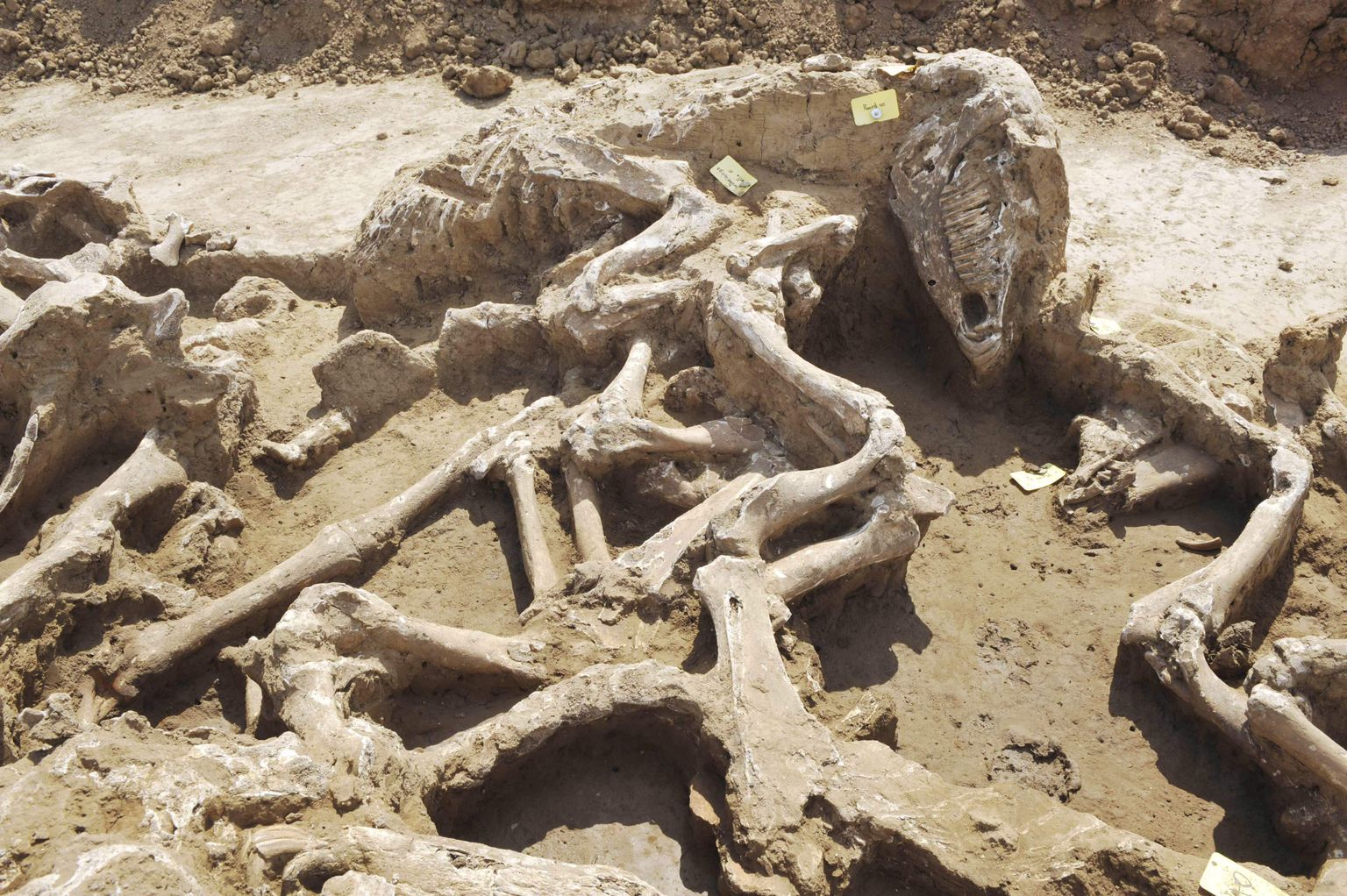 Arheoloogid leidsid Hollandist Borgharenist hobuste massihaua