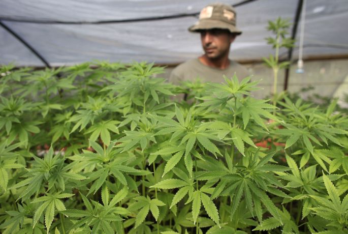 В уругвае легализуют марихуану лекарственной марихуаны