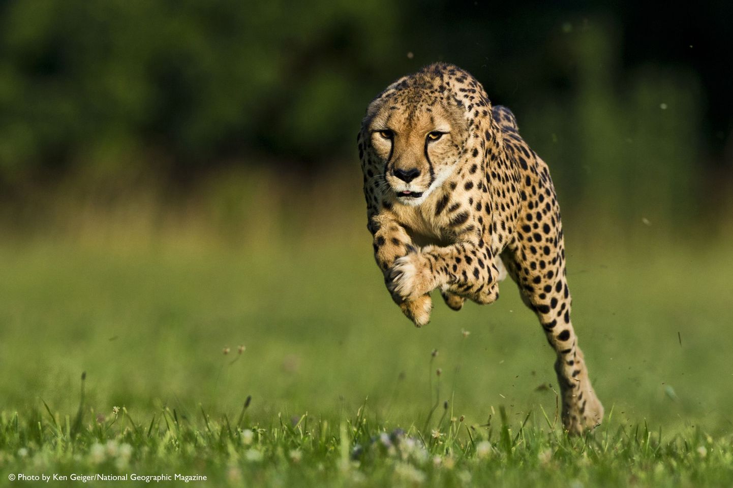 Gepardi foto National Geographicu ajakirjas.