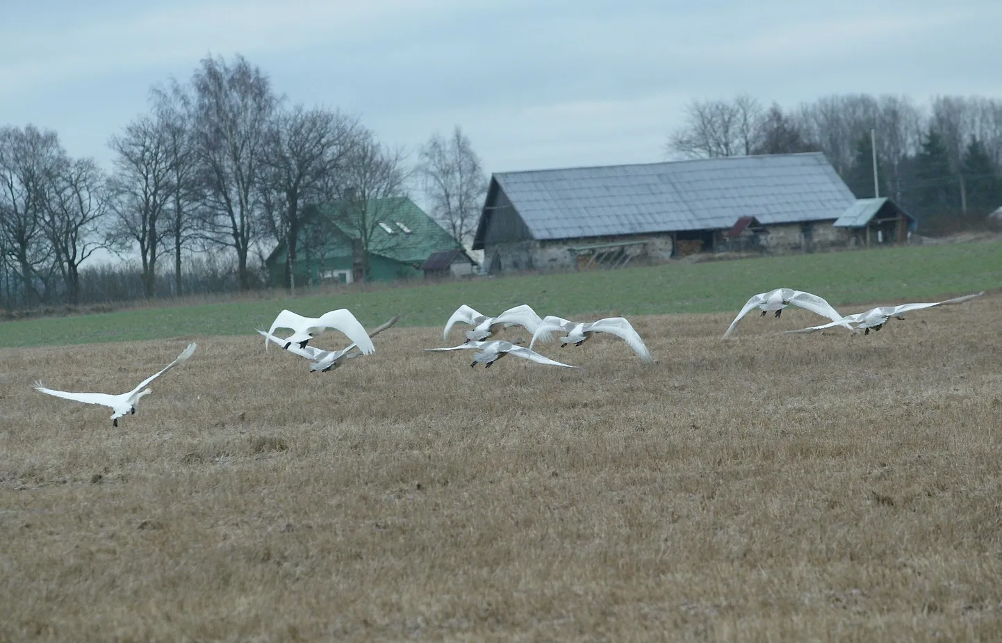 Rändlindude kogunemine põldudel.
