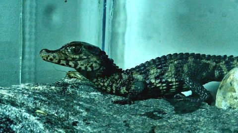 Saaremaa loomaaias suri krokodill Kusti, kahtlustatakse külastajate kurja kätt