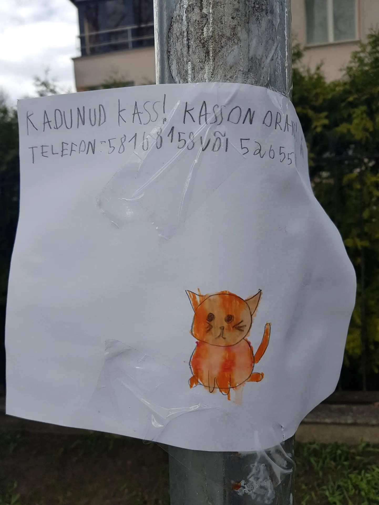 Kadunud kiisu kuulutus