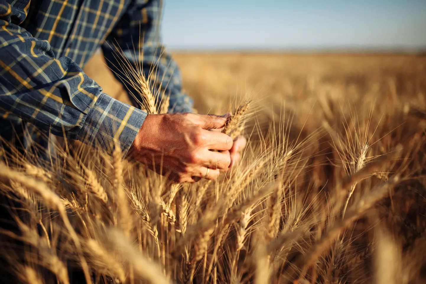 Эстония создаст стратегические запасы зерновых.