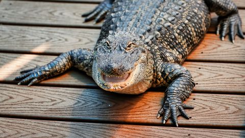 Töömees leidis maja pööningul varitseva hiiglasliku alligaatori: see «topis» ju hingab!