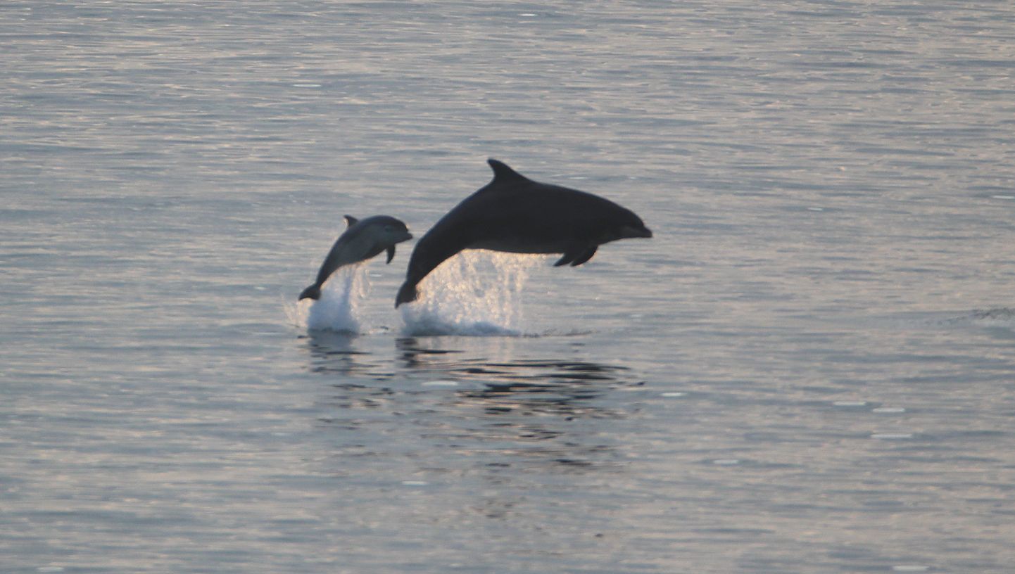 Soome rannikul märgati eelmisel nädalal kolme delfiini. Pilt on illustratiivne.