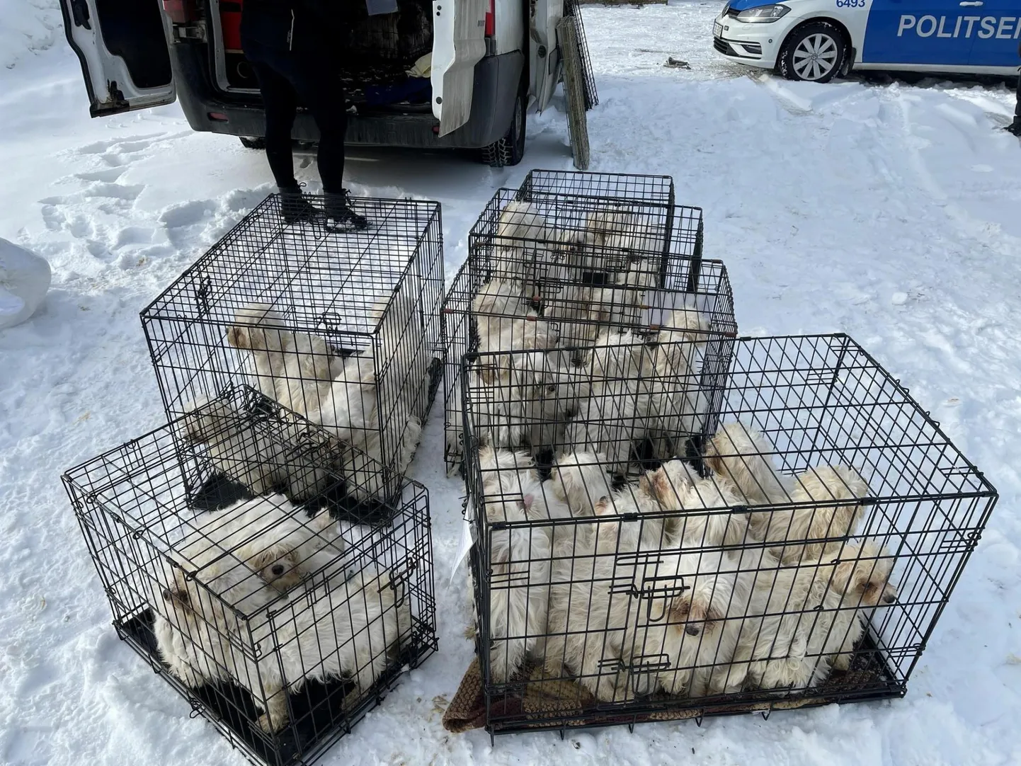 Ametnikud võõrandasid läinud nädalal Mustvees 46 koera.
