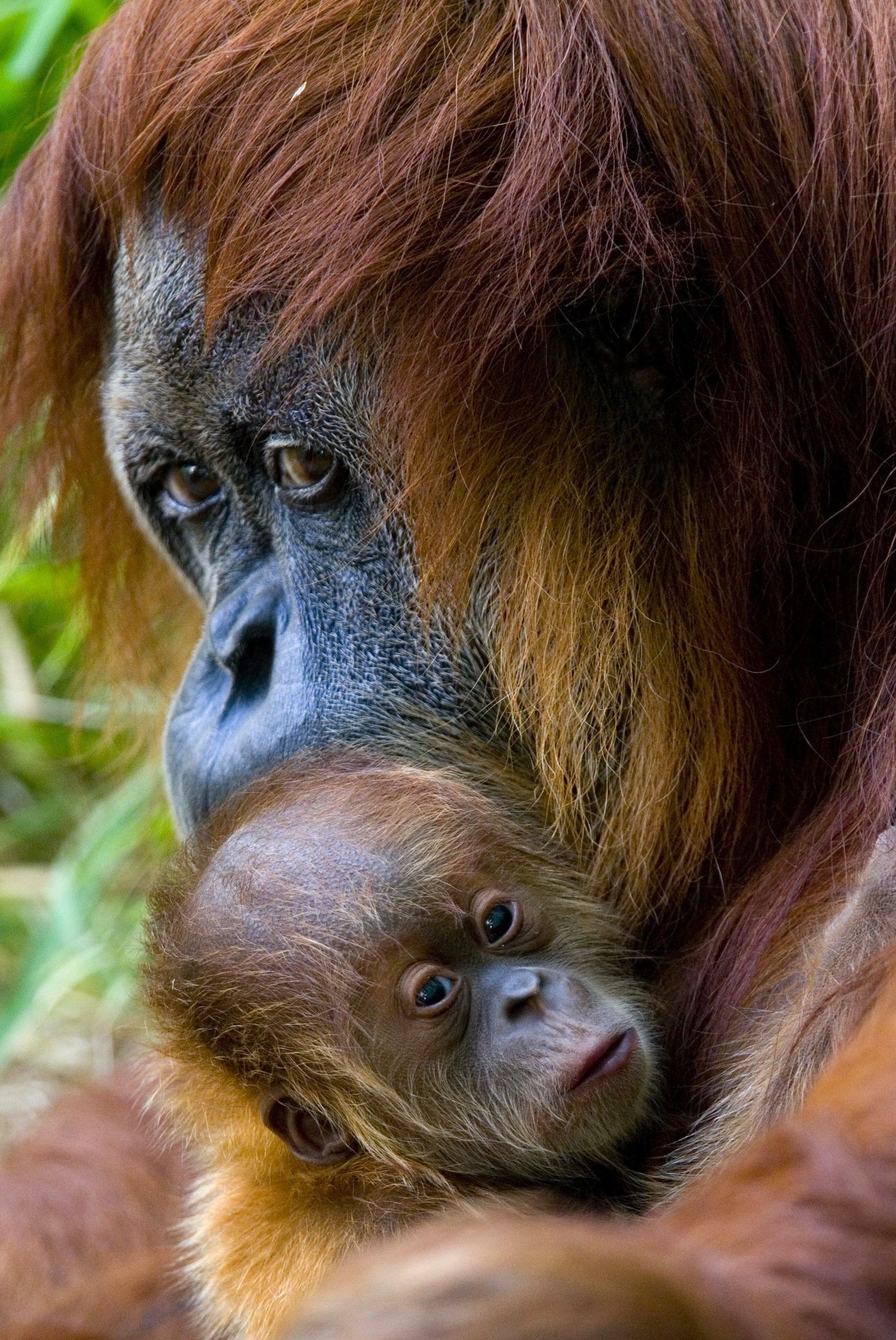Самка орангутанга нанянчится с детенышем. Иллюстративное фото.