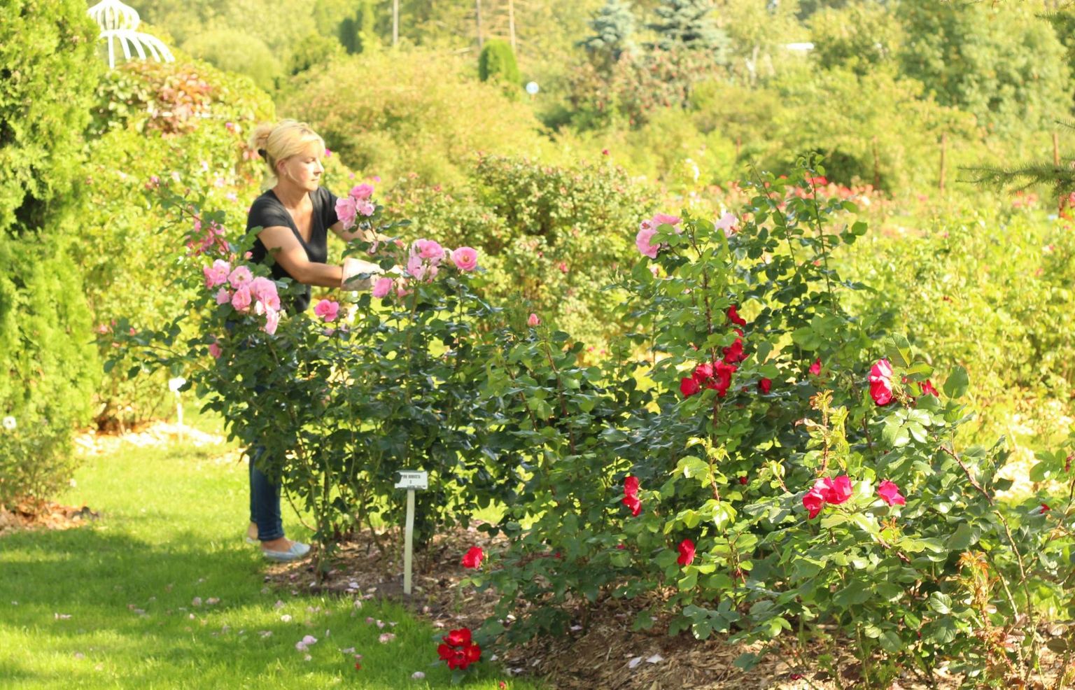 Annela Orasi hooldab parasjagu pargiroose ‘Robusta’ ja ‘Pink Robusta’, kokku on Põltsamaa roosiaias ligi 800 roosisorti.