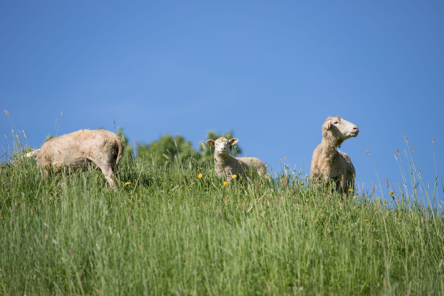 Täna hommikul jõudsid Viljandi linna lossimägedesse lambad, kes jäävad sinna terveks suveks.