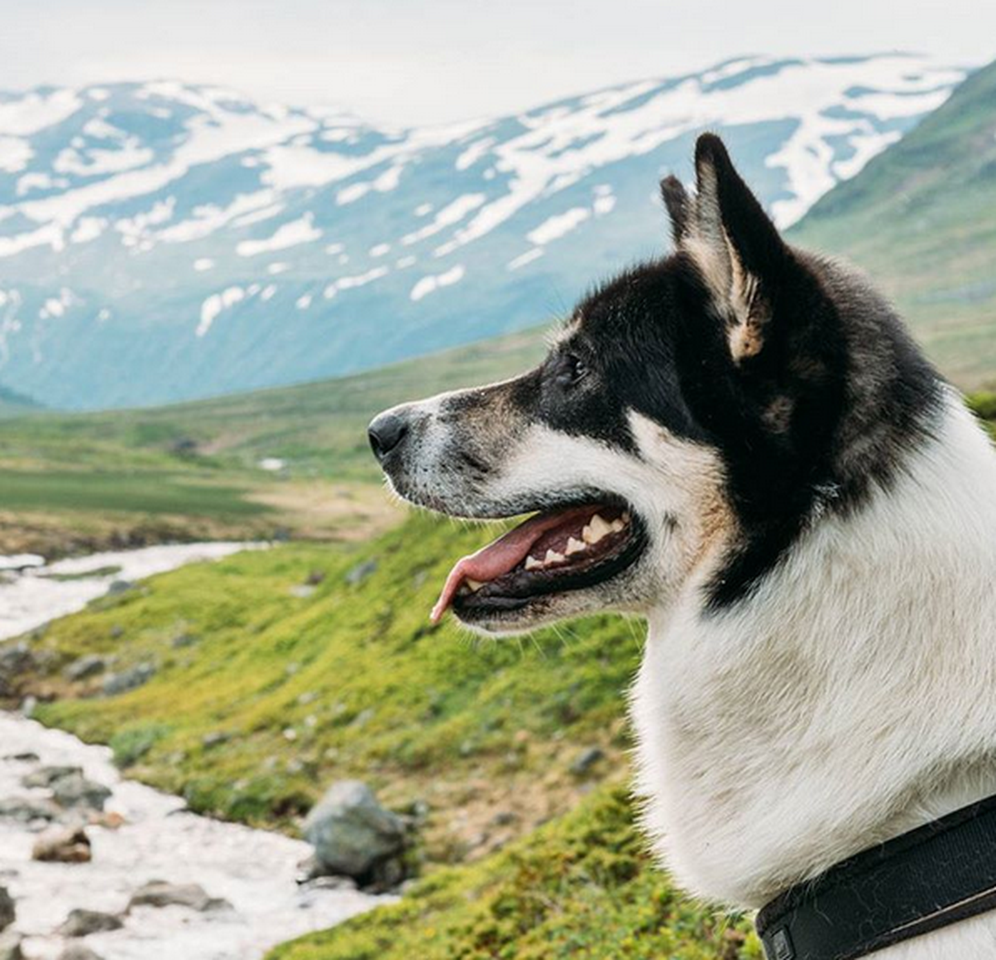 Koer norraka Instagrami-kontolt.