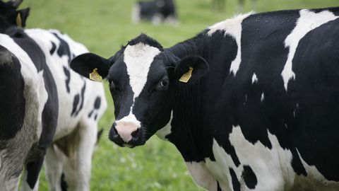 Коровы будут охранять природу в Таллинне