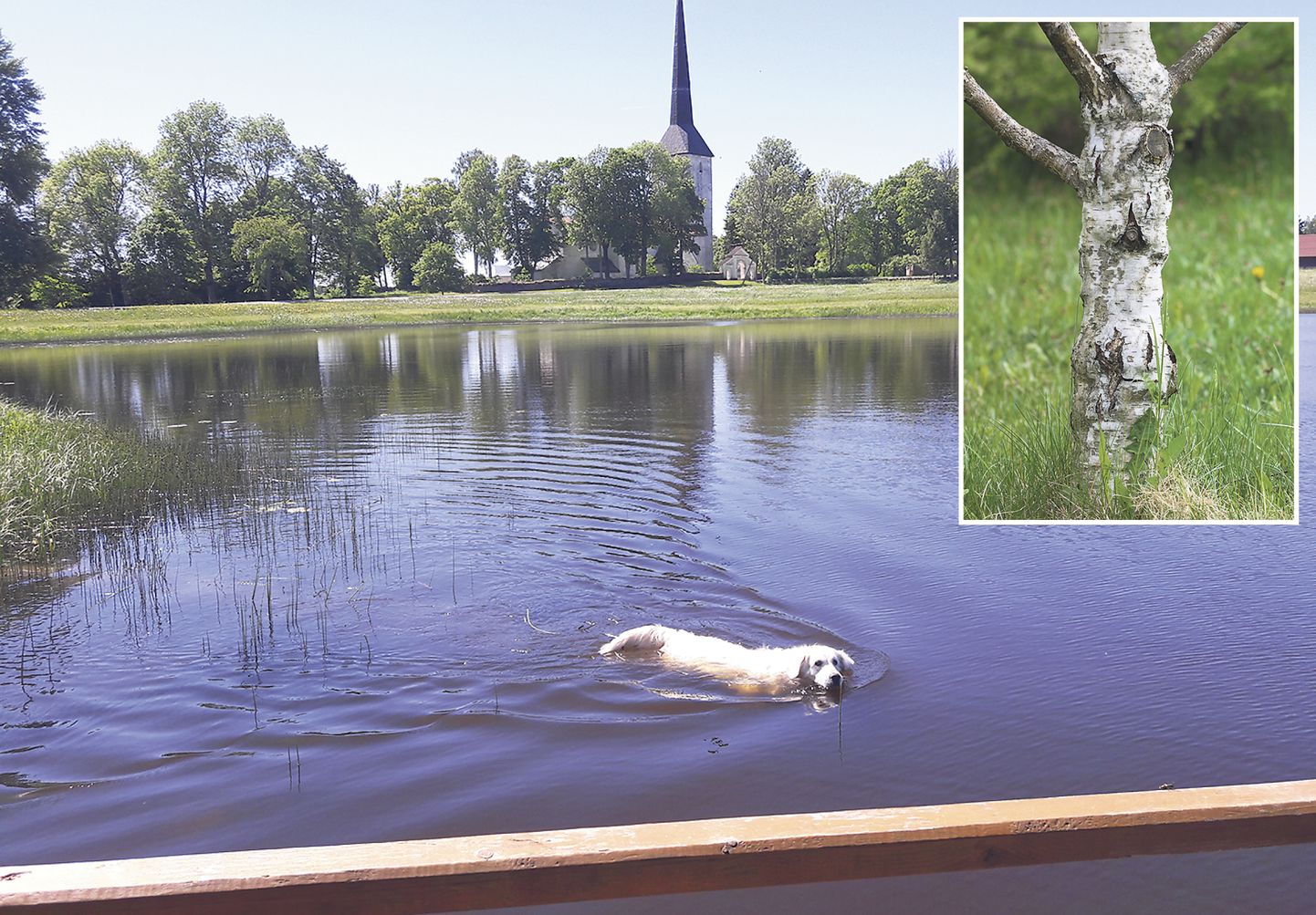 Mügarlike tüvedega maarjakased pannakse kasvama Pilistvere järve lähedusse, kaugele ei jää ka Eesti kõrgeim maakirik.