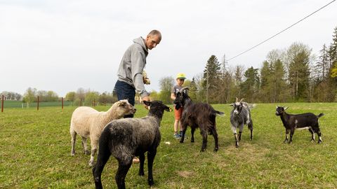 HOBITALU PERENAINE ⟩ Kaisulammas Leopold tahab kogu aeg kallistamist
