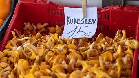 FOTOD ⟩ Esimesed pisikesed kukeseened rõõmustavad seenelisi. Müügilettidel on praegu veel lõunanaabrite seened