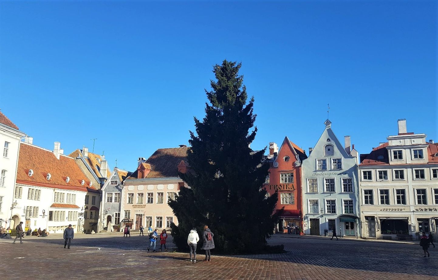 Рождественская ель Ратушной площади будет повторно использована.