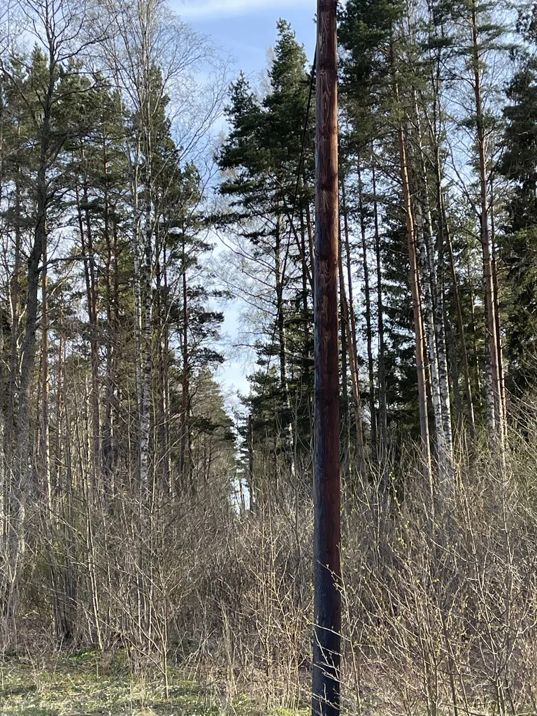 Rain edastas Saarte Häälele foto Länga külast: "Sellest olukorrast teavitasin Elektrilevi ka 2022 suvel. Nädal hiljem tuli kohale hoolduse esindaja, vaatas liini üle ja nentis, et tõesti oleks tarvis hooldada, aga mehi pole ja aega pole. Talvel 2022 puud murdusid liinile ning nädalajagu oligi elektrita. Ennetuse aseme tegeleme “eriolukorraga”.