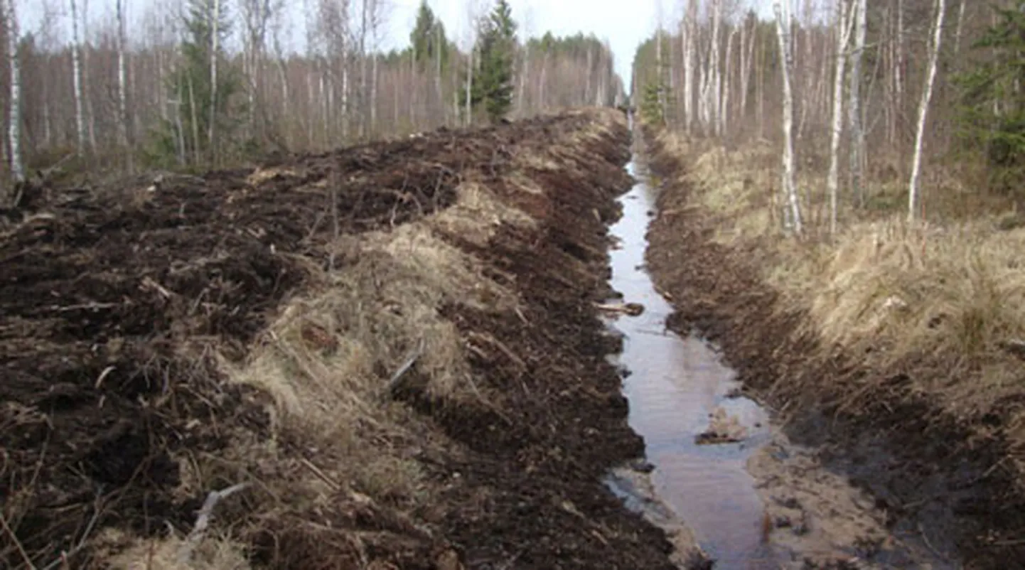 Aasta tagasi ümbruskonna metsa uputanud kraavis pääseb nüüd vesi vabalt liikuma.