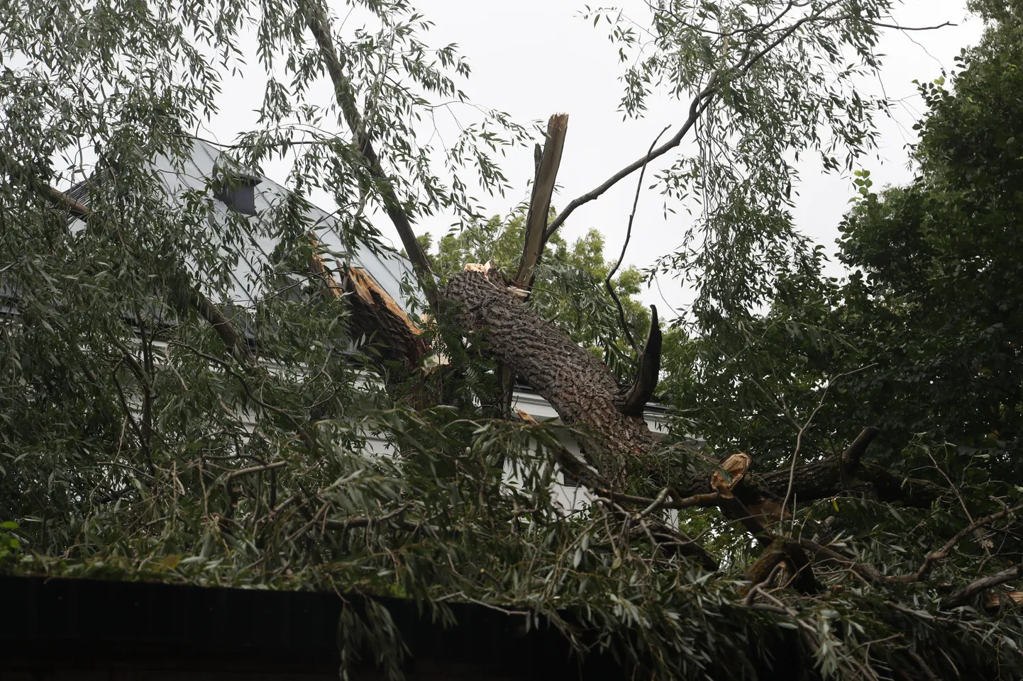 Torm on andnud päästjatele Kadriorus palju tööd.