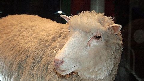30 years after Dolly the sheep: What has cloning achieved?