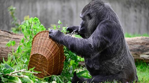 Maailma vanim gorilla Fatou tähistas 67. sünnipäeva