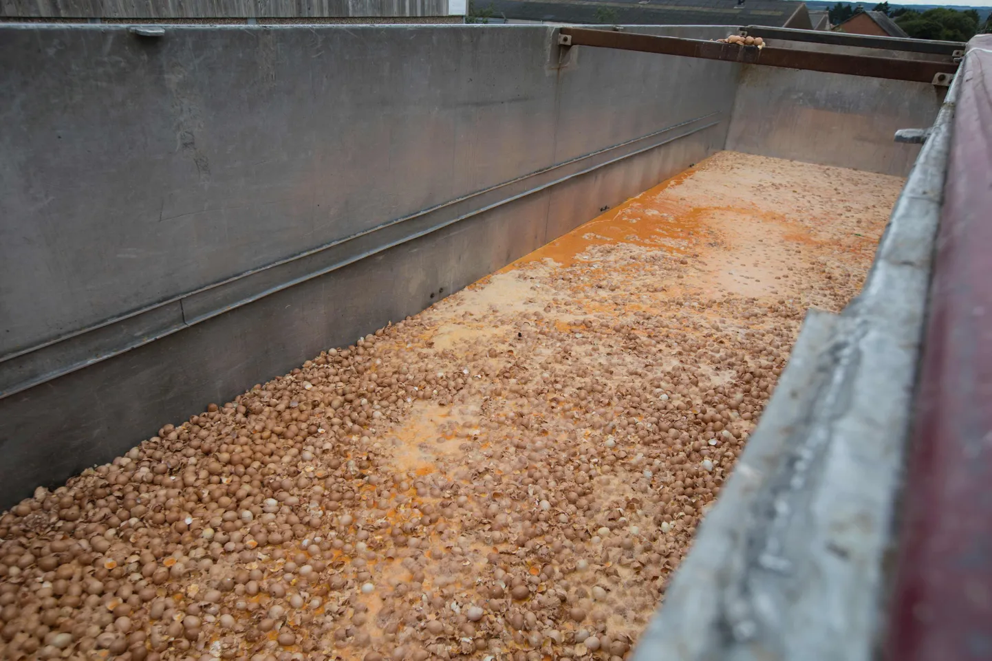 Mürgimunade hävitamine Belgias. / AFP PHOTO / Belga / KOEN BLANCKAERT / Belgium OUT