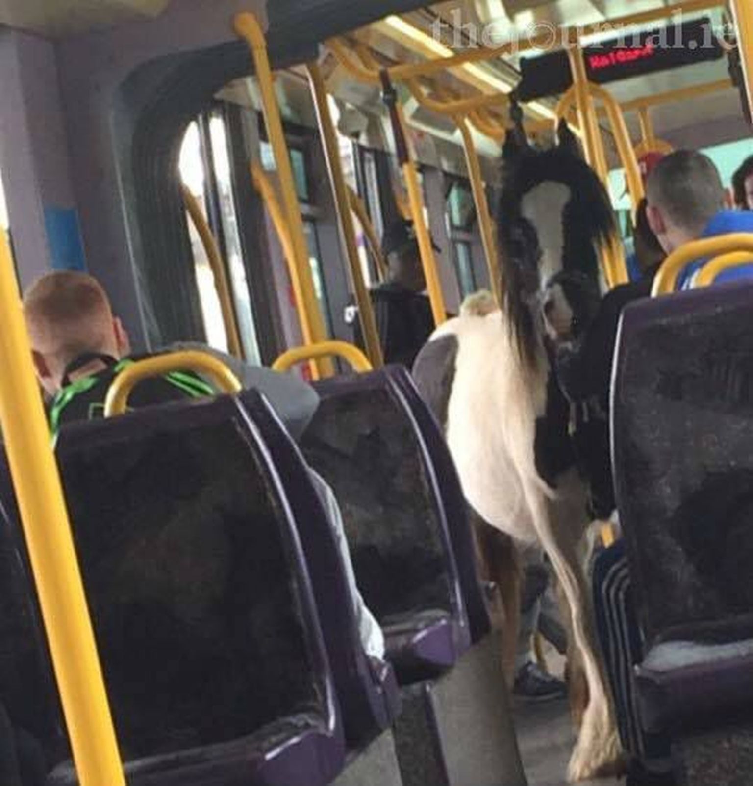 Laiguline mära reisis Dublini trammis koos omanikuga