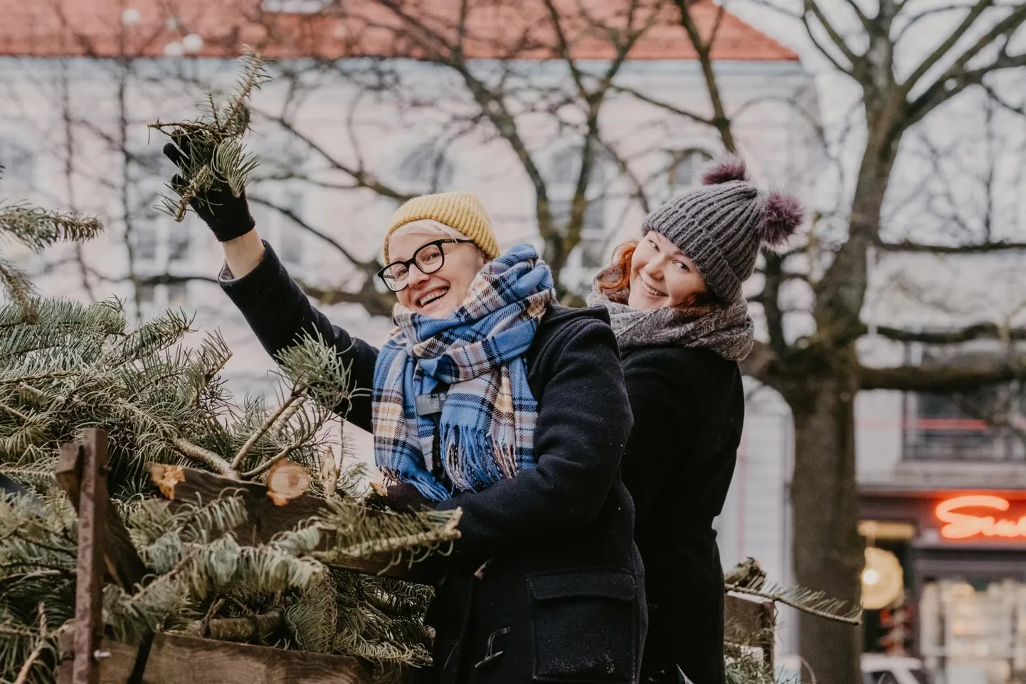 OÜ Lahhentagge tegevjuht Maarit Pöör (esiplaanil) ja abiline Mari-Liis Tohver aitasid selle aasta alguses viia Pärnu Iseseisvuse väljakut kaunistanud nulu oksad Saaremaale, et nendest toonikut valmistada. Sel aastal pistetakse tooniku sisse kindlasti Kuressaare jõulupuu, samuti vaatab ettevõtte selle mõttega Läti suunal.