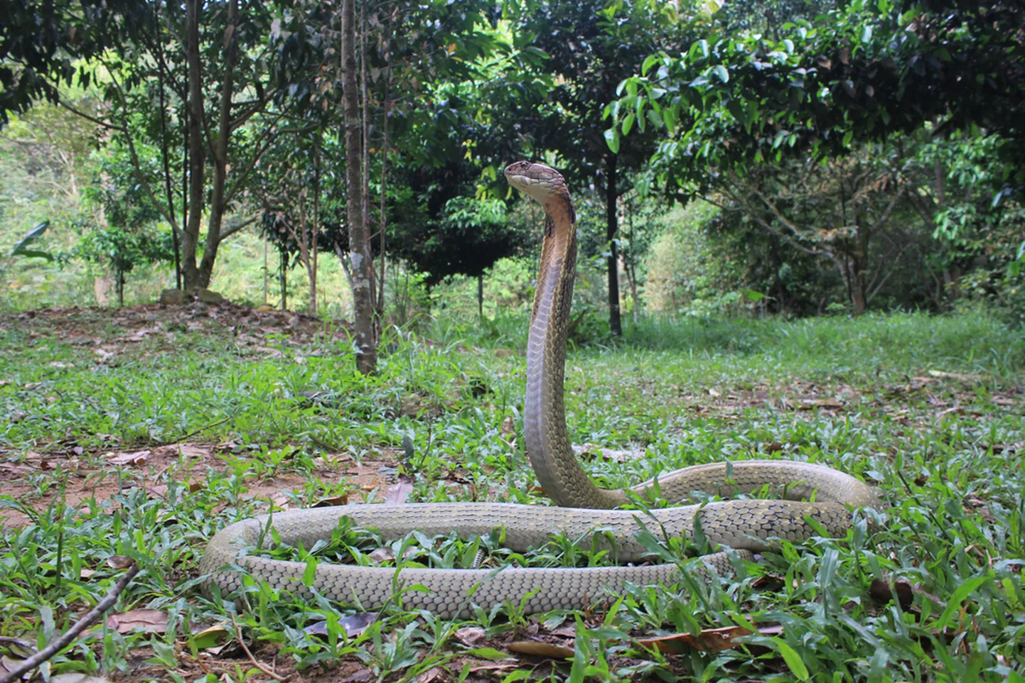 Kuningkobra