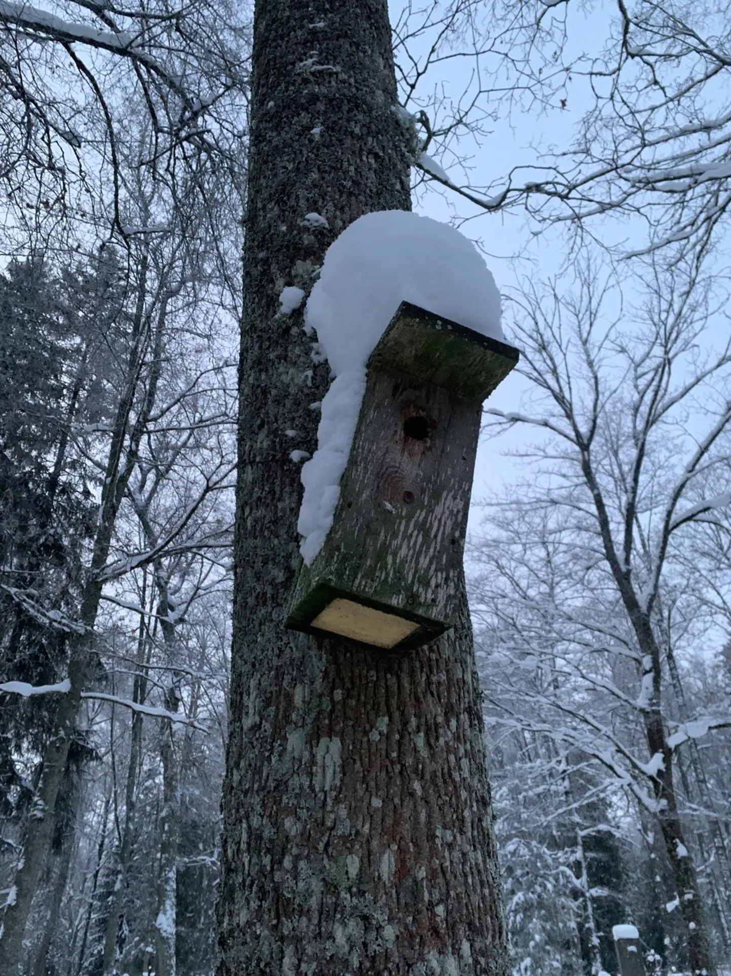 Pesakastikukkel.