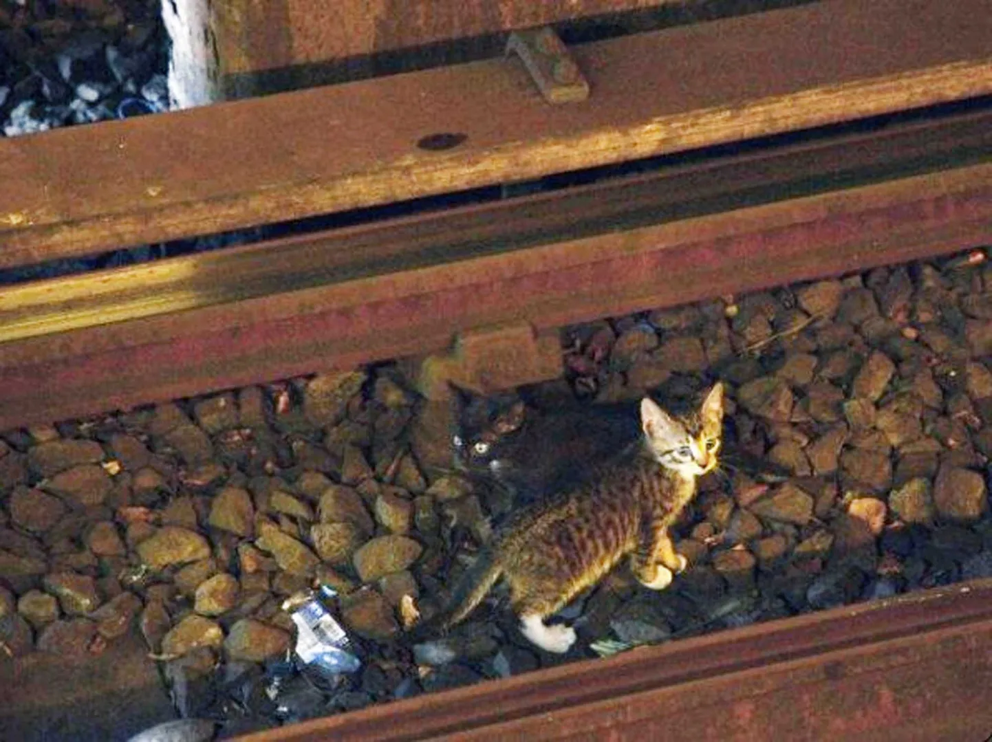 Metrooliini peatanud kassipojad.
