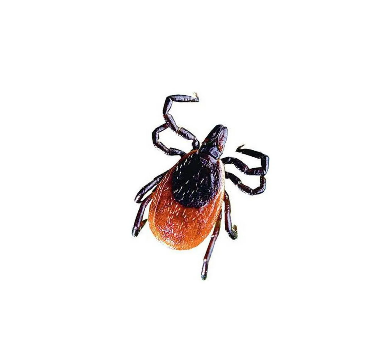 puuk.