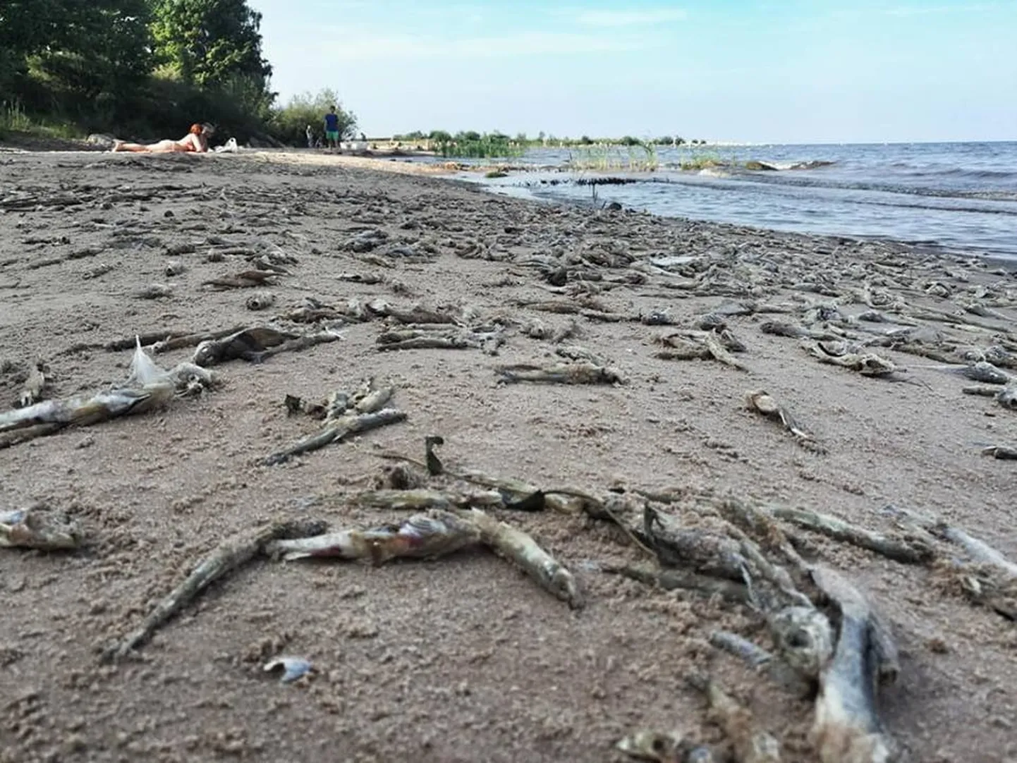 Raksta foto