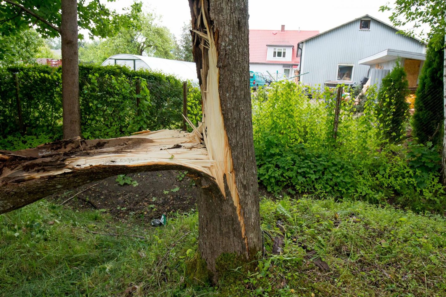 Tormituule murtud puu.