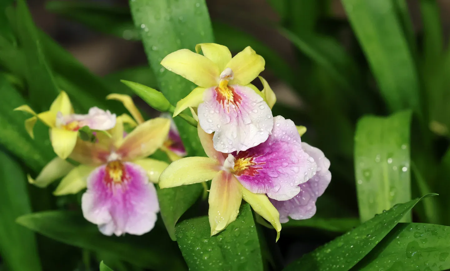 Üks paljudest orhideedest botaanikaaia väljapanekus.
