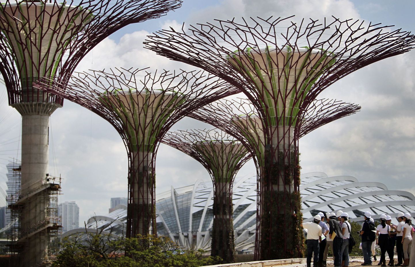 Singapuri «puuaiad»