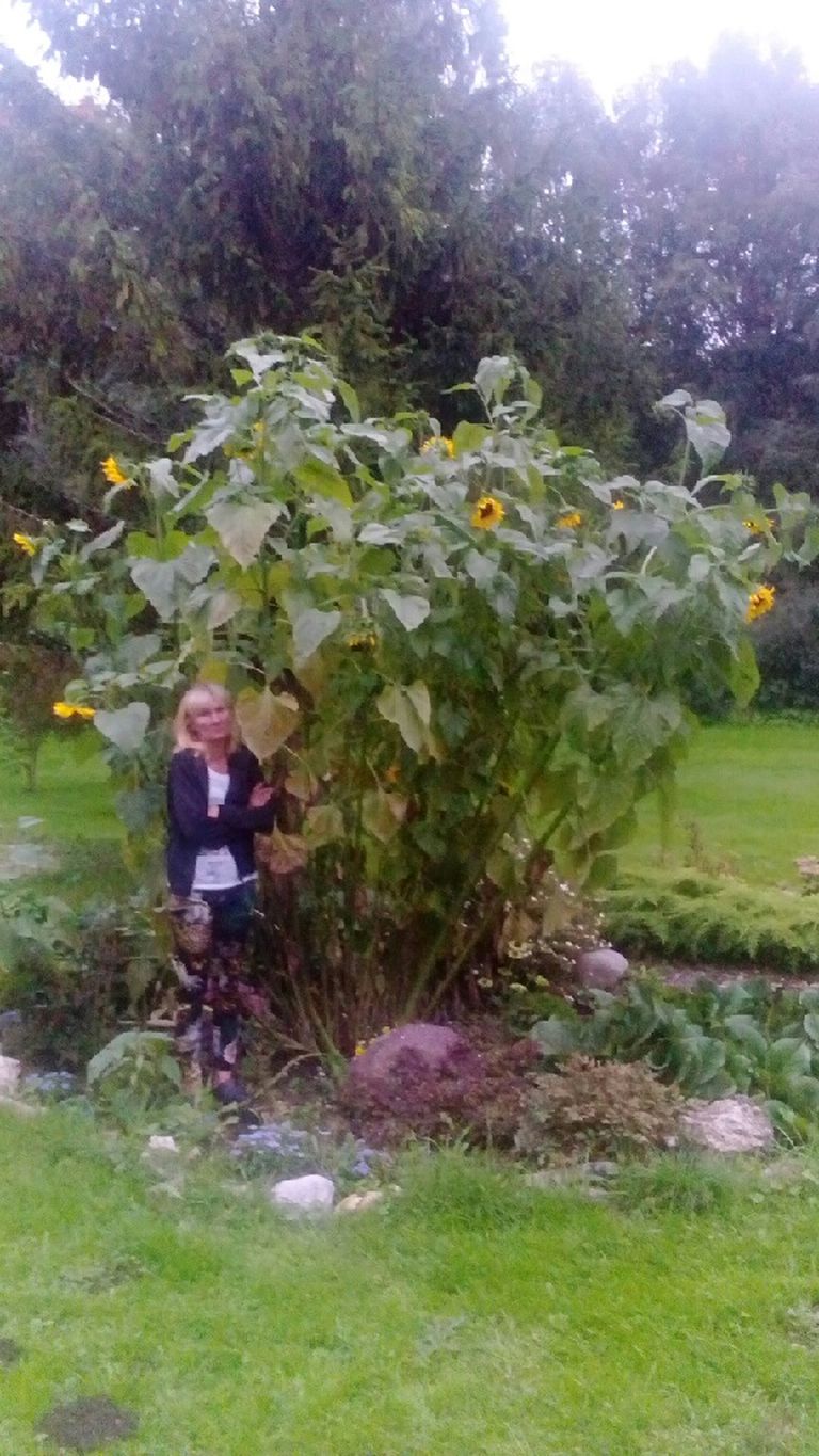 Лилиан, рост которой 1,75, рядом с растениями длиною 3,5 метра.