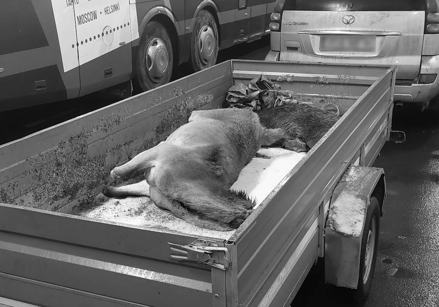 Kuivastu–Virtsu praamiga sõitnud jahimees jättis kütitud loomad kõigile reisijatele nähtavale.