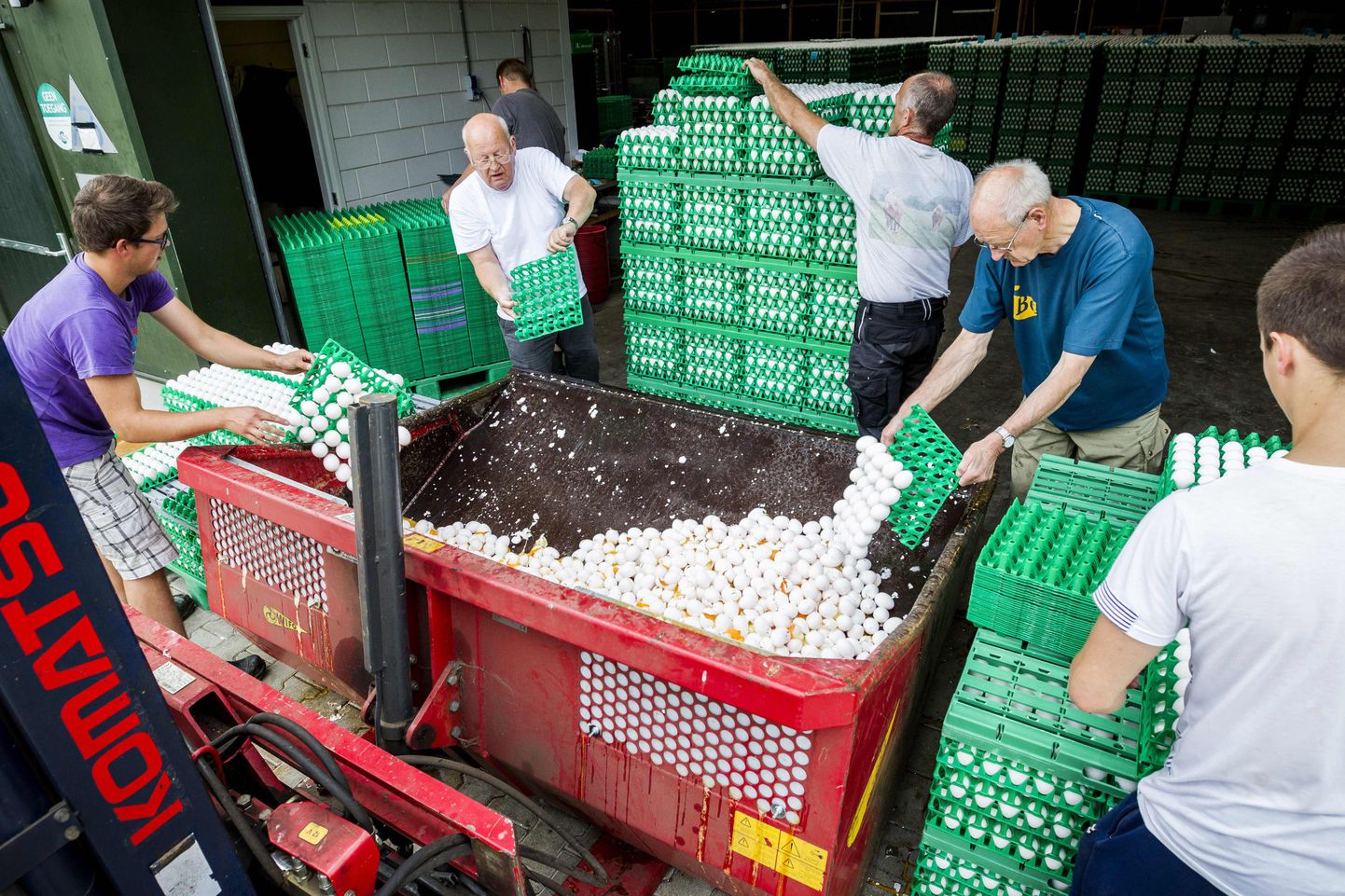 Hollandi farmerid hävitamas oma munasaaki.