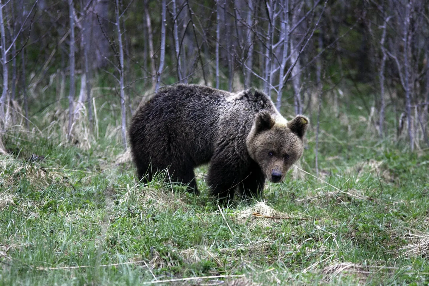 Lätis ei olnud eelmise aastani teada ühtegi poegivat emakaru, kuigi Põhja-Lätis on väga sobivad metsad. Eelmisel aastal olid juba esimesed kaks pesakonda.
